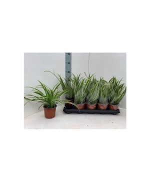 Garden Spider Plant Flowers & Plants Co.