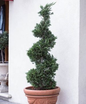 Spiral Topiary Cupressus - Emerald Cedar