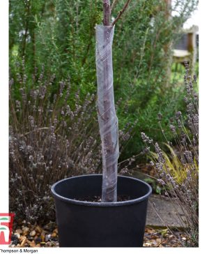 Garden Spiral Tree Guard Thompson & Morgan