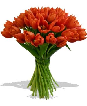 Garden Spring In Eden Flowers & Plants Co.