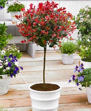 Standard Photinia Red Robin Tree