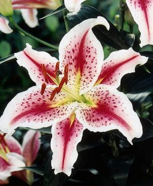 Stargazer Lilies