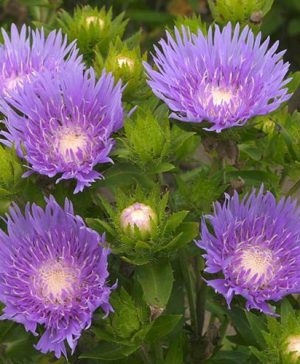 Stokesia laevis Blue Star 6 plug plants