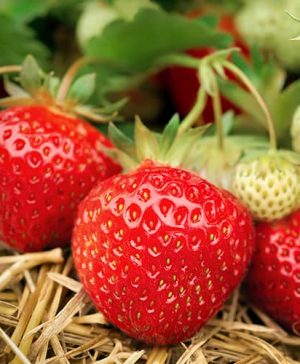 Strawberry Buddy 3 x 9cm