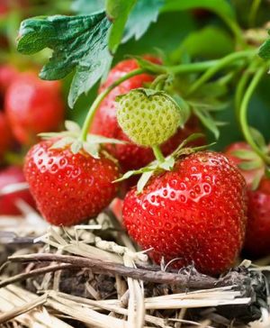 Strawberry Cambridge Favourite