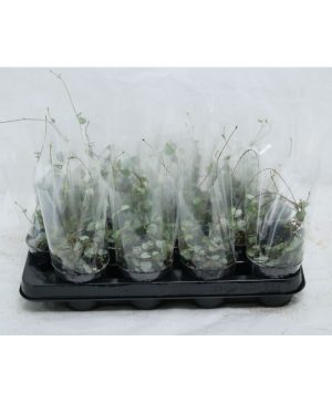 Garden String of Hearts Flowers & Plants Co.