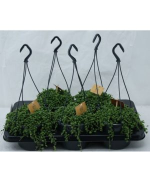 Garden String of Pearls Flowers & Plants Co.