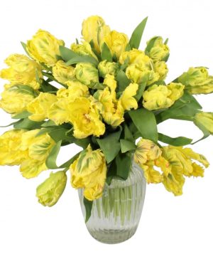 Garden Sunset Savannah Flowers & Plants Co.