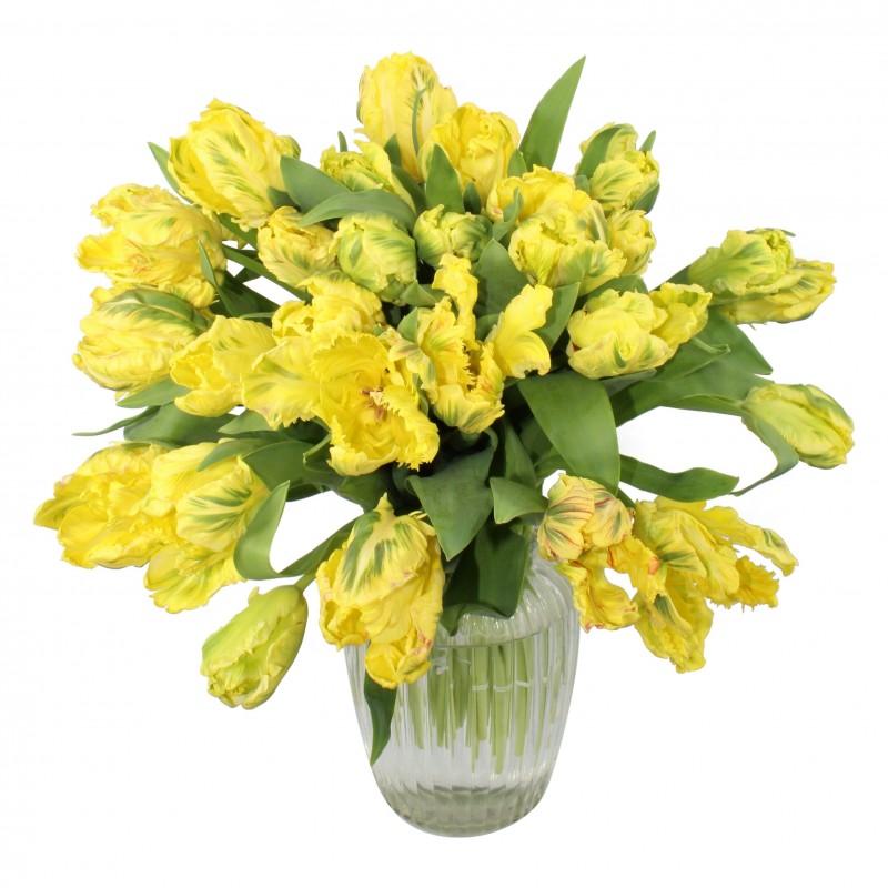 Garden Sunset Savannah Flowers & Plants Co.