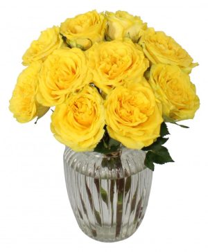 Garden Sunshine Splash Flowers & Plants Co.