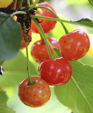 Sweet Cherry Bigarreau Napoleon Tree