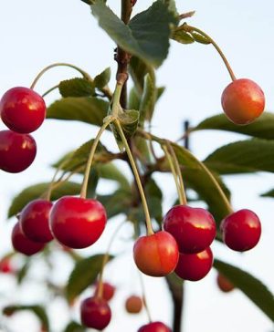 Sweet Cherry Sunburst