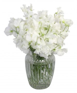 Garden Sweet Pea Fantasy Flowers & Plants Co.