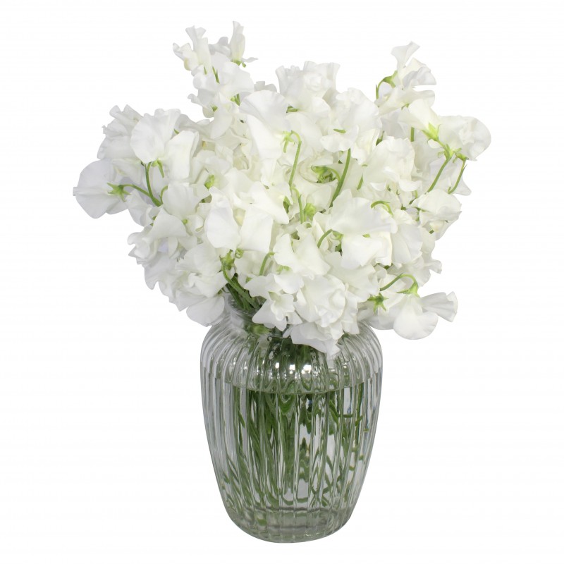 Garden Sweet Pea Fantasy Flowers & Plants Co.