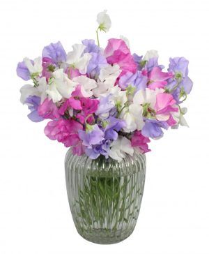 Garden Sweet Pea Medley Flowers & Plants Co.