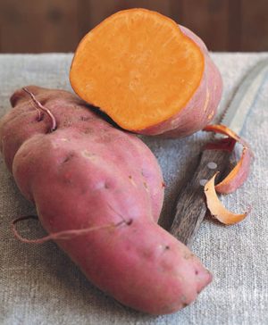 Sweet Potato Ipomoea Erato Orange x 6 plugs