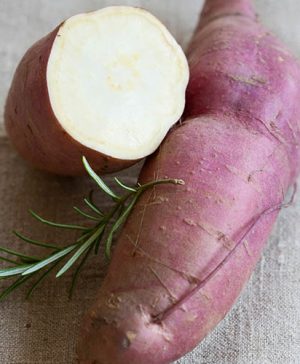 Sweet Potato Ipomoea Erato White x 6 Plugs