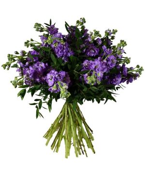 Garden Sweet Stocks Flowers & Plants Co.