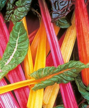 Swiss Chard