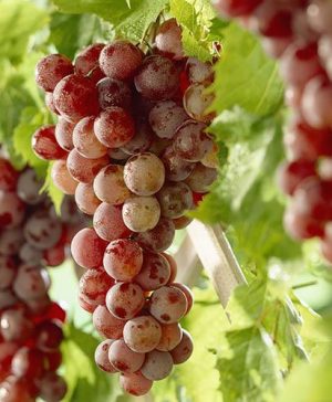 Table Grape Red Globe standard