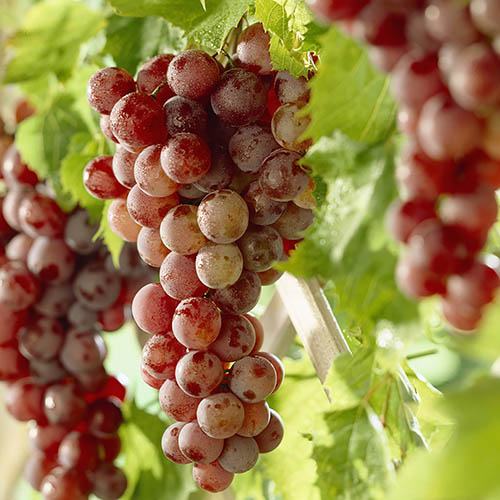 Table Grape Red Globe standard