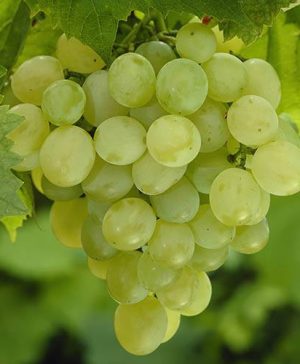 Table Grape Superior Seedless White standard