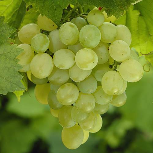 Table Grape Superior Seedless White standard