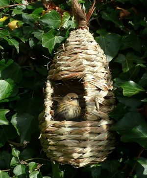 Tall Willow Nest Pocket