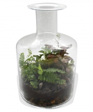 Garden Terrarium in Long-Neck Bottle Flowers & Plants Co.