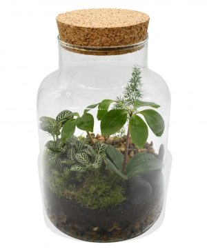 Garden Terrarium with Cork Stopper Flowers & Plants Co.