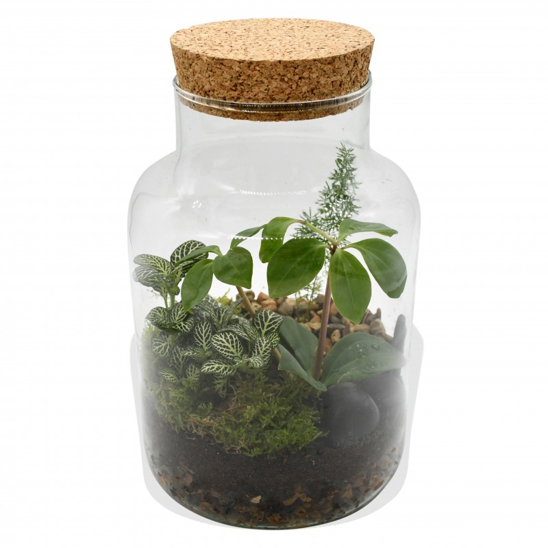 Garden Terrarium with Cork Stopper Flowers & Plants Co.