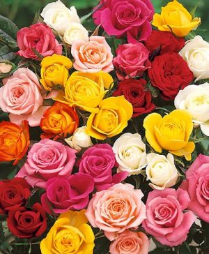 The Best Ever Hybrid Tea Rose Bush Collection