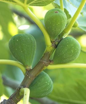 The Chelsea Fig Bush