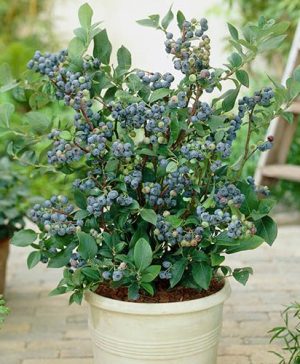 The Complete Blueberry Growing Kit
