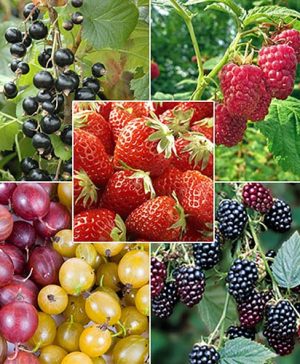 The Complete Fruit Bush Garden