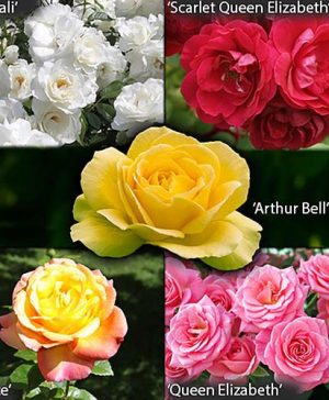 The Garden Glamour Rose Collection - 5 bushes