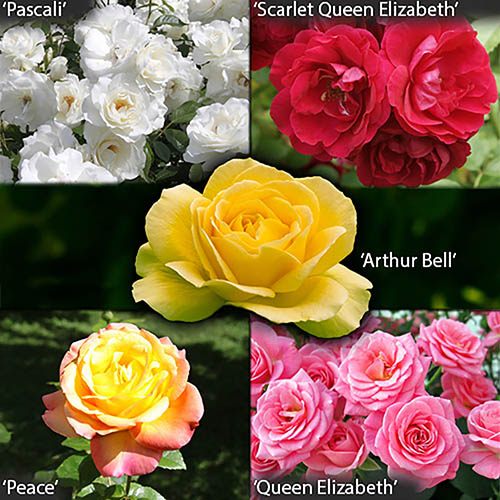 The Garden Glamour Rose Collection - 5 bushes
