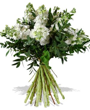 Garden The Lucky One Flowers & Plants Co.