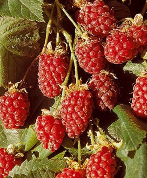 Thornless Loganberry
