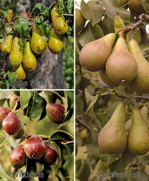 Three Variety Family Pear Tree