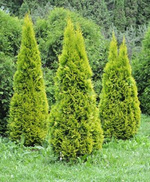Thuja Golden Smaragd