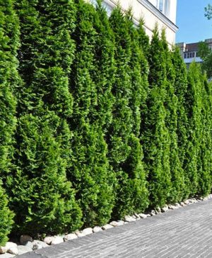 Thuja occidentalis Smaragd