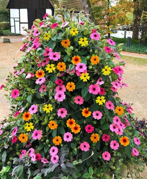 Thunbergia Sunny Mixed