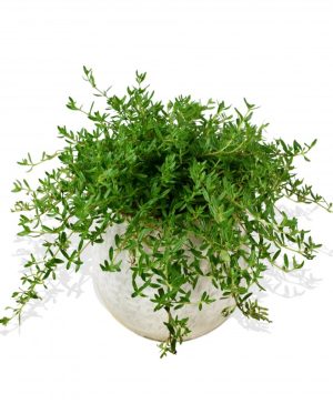 Garden Thyme Flowers & Plants Co.