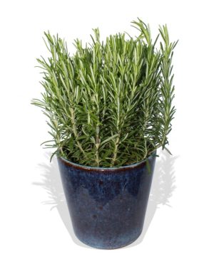 Garden Thyme plant Flowers & Plants Co.