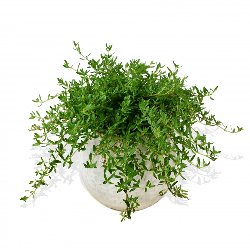 Garden Thyme Flowers & Plants Co.