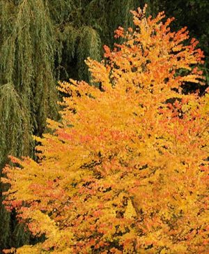 Toffee AppleTree - Cercidiphyllum japonicum Katsura