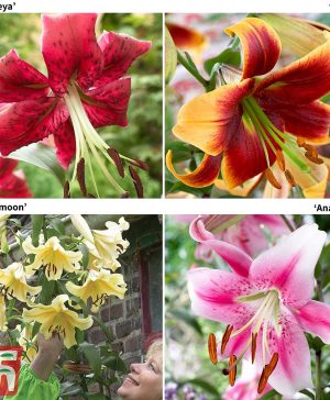 Garden Towering Tree Lily Collection Thompson & Morgan