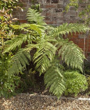 Tree Fern Dicksonia antarctica log 20cm tall