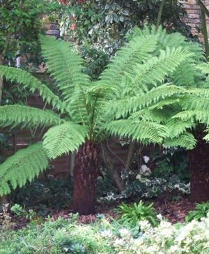 Tree Fern (Dicksonia antarctica) log - 3 foot